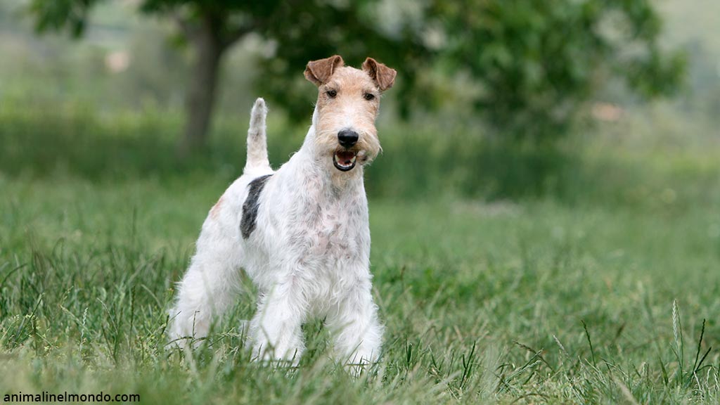 Cane Fox Terrier a pelo ruvido
