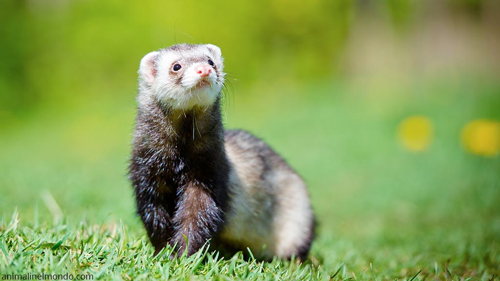 Furetto