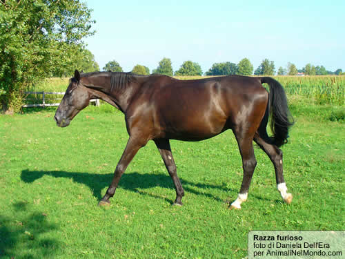 Furioso