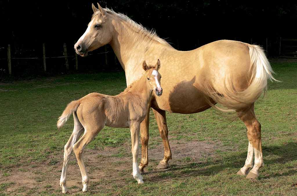 Galiceno