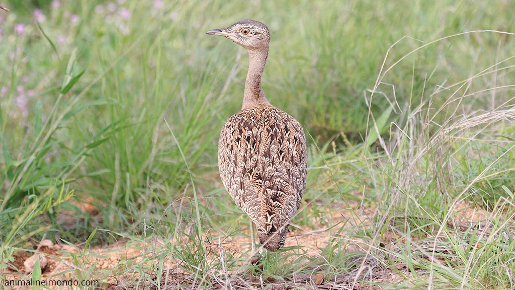 Gallina prataiola
