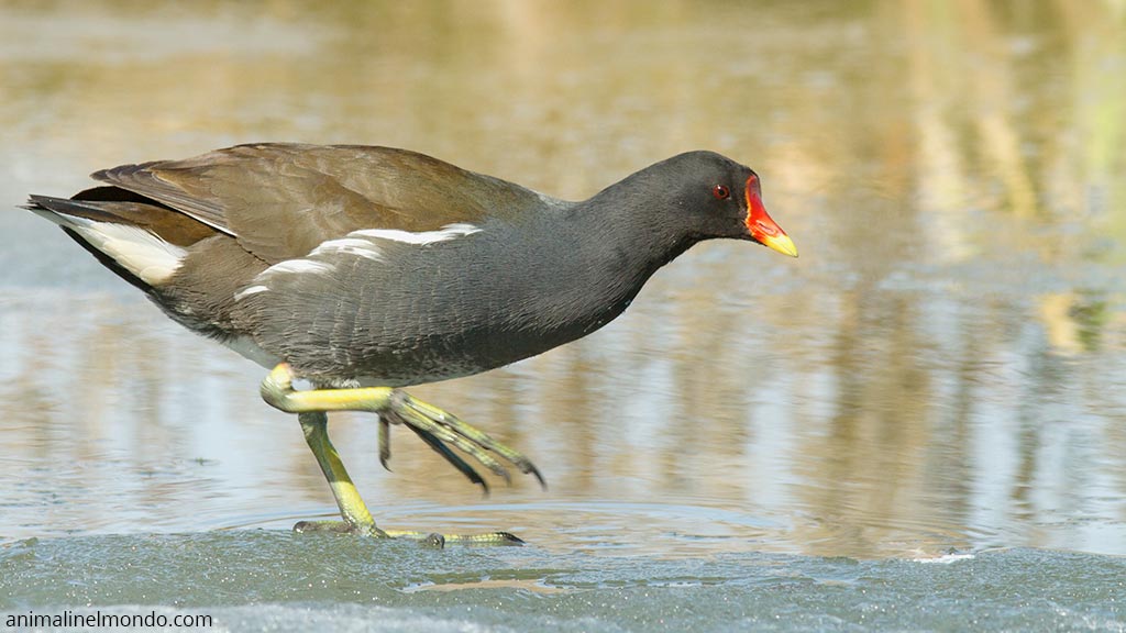 Gallinella d’acqua
