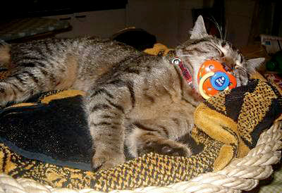 Gatta Luna