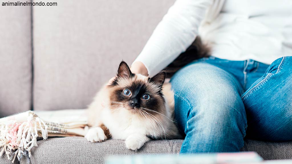 Capiamo se il gatto è adatto a vivere in appartamento