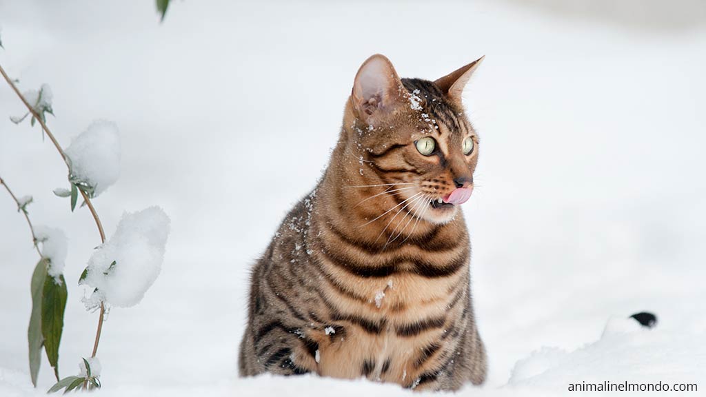 Gatto Asian