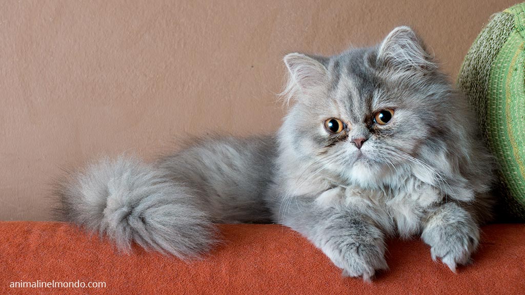 Persiano