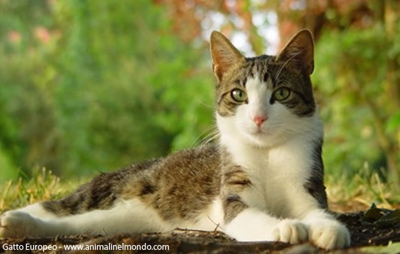 Gatto Europeo