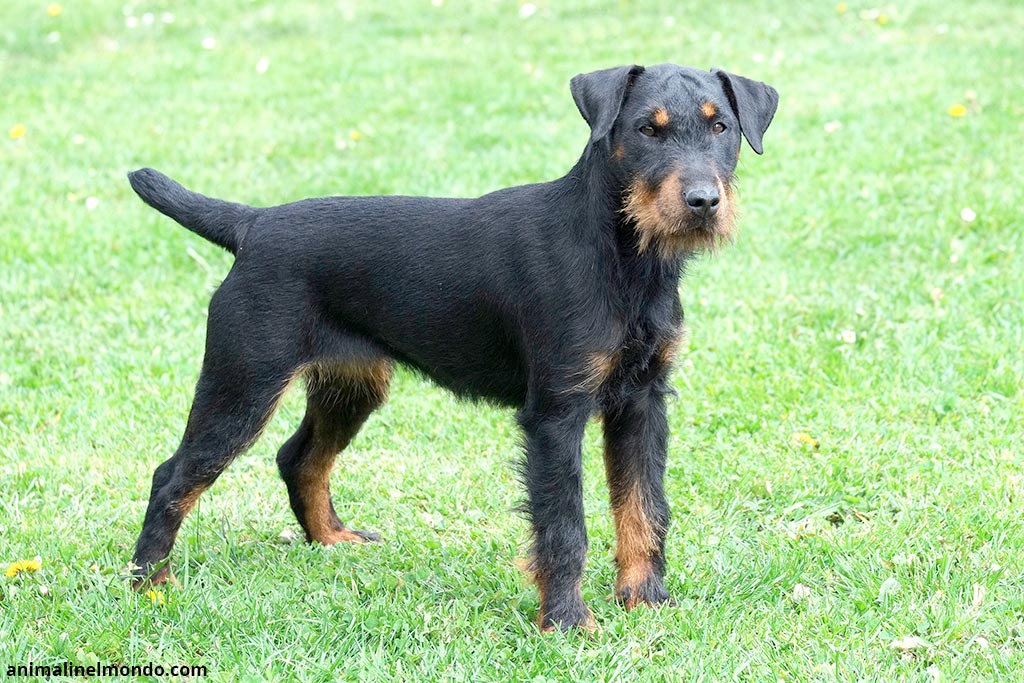 Cane German Hunting Terrier