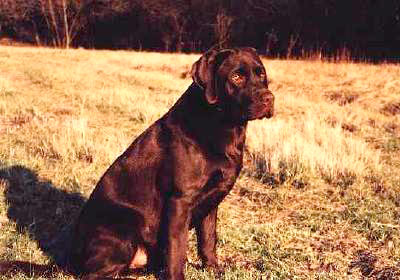 Un labrador color cioccolato