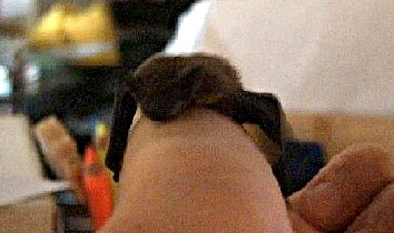 Giggio pipistrello