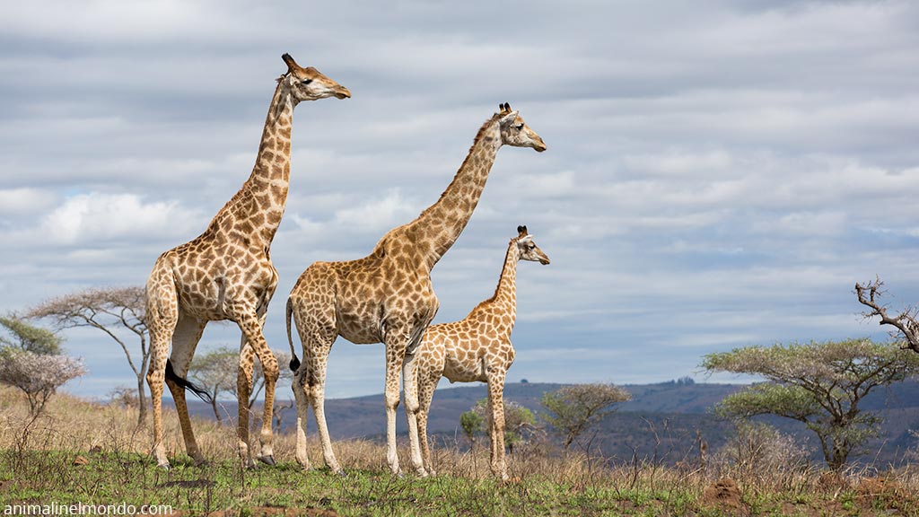 Giraffa