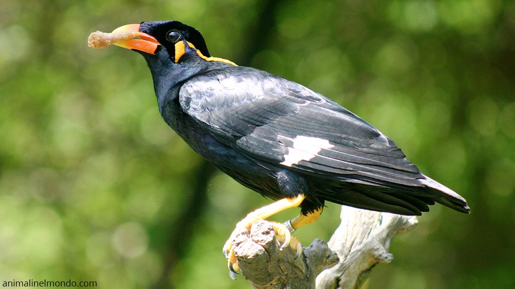 Gracula Religiosa
