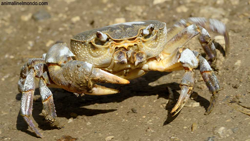 Granchio di fiume