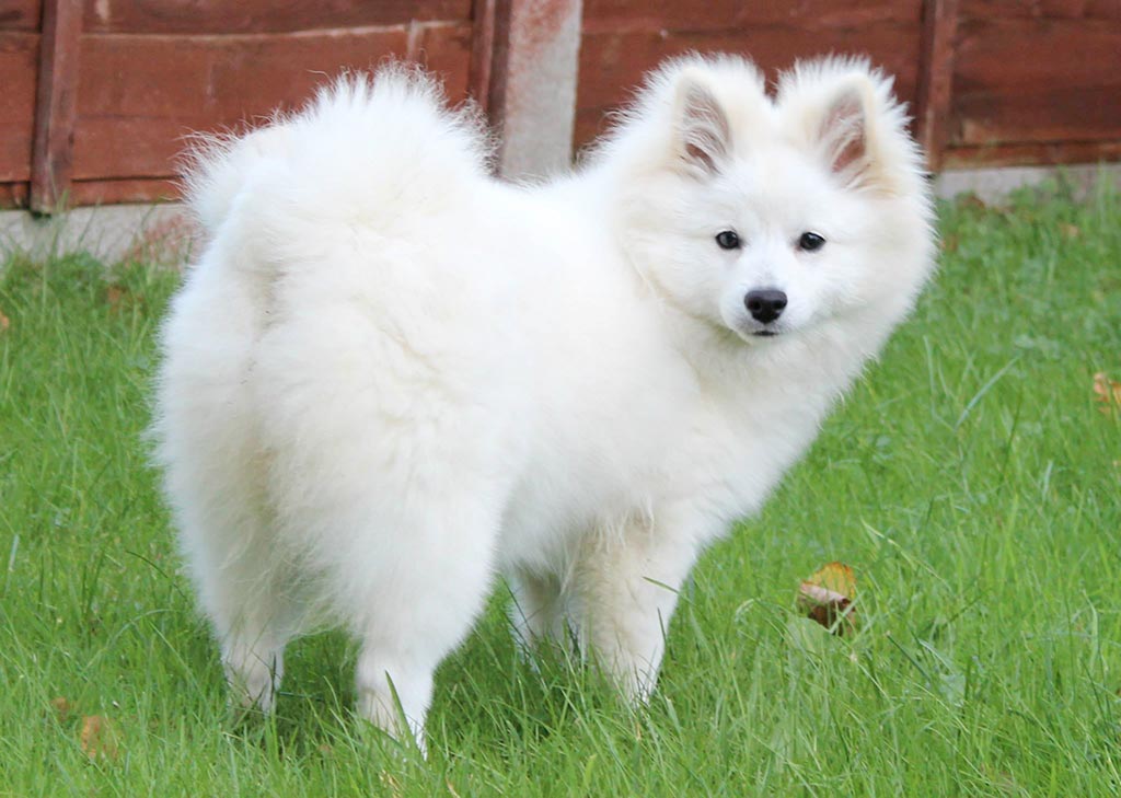 Cane Spitz tedesco grande