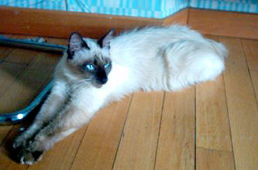 Piccola Gretel