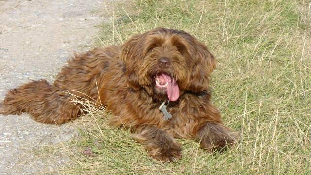 Cane Griffone a pelo morbido