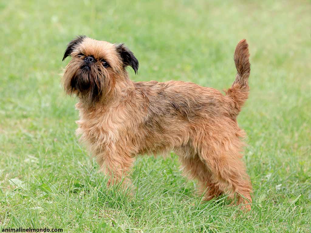 Cane Griffone di Bruxelles