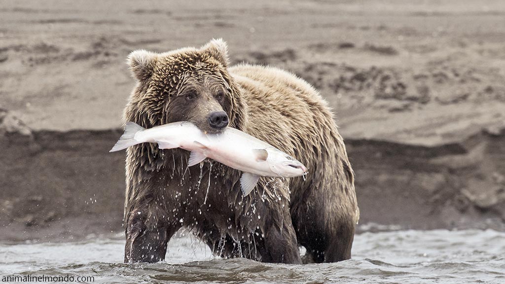 Orso grigio o Grizzly