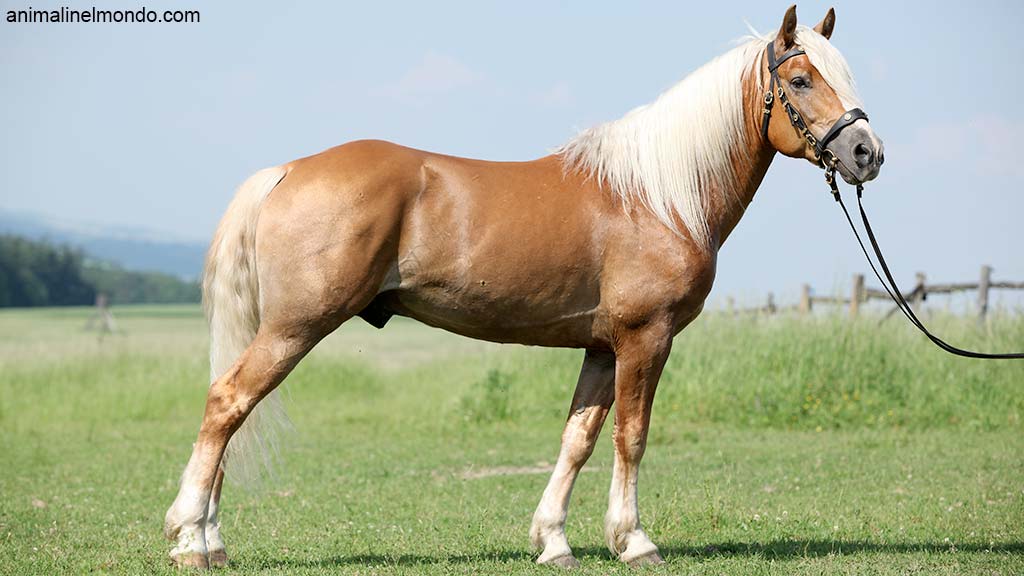 Haflinger o Avelignese