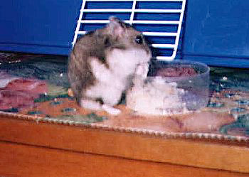 Piccola criceta Happy