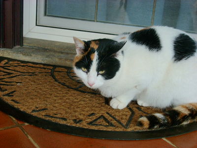 I miei gatti
