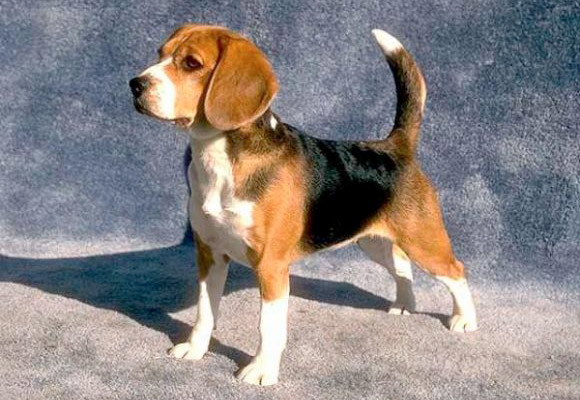 Ikaro Beagle Meraviglioso