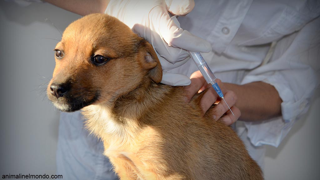L’importanza delle vaccinazioni nel cane