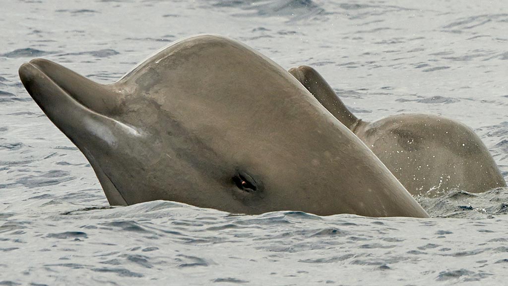 Iperodonte Boreale