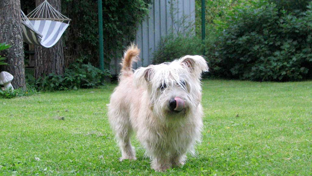 Cane Irish Glen of Imaal Terrier