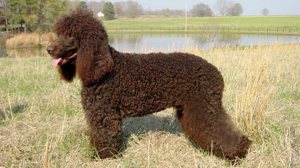 Cane Irish Water Spaniel