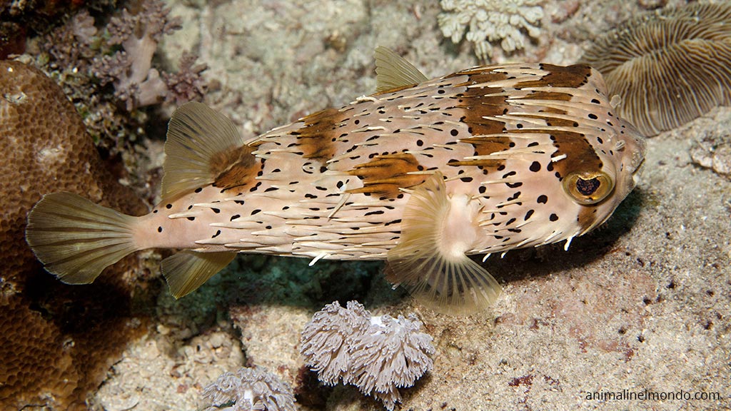 Pesce istrice