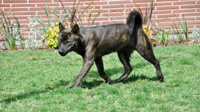 Cane Kai