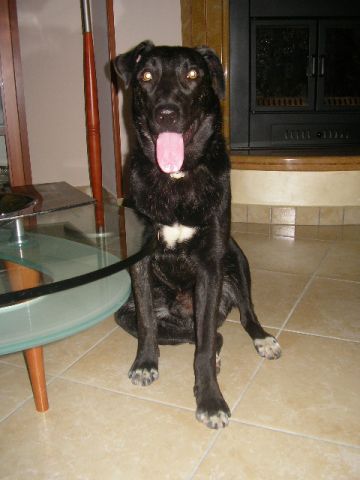 Iago