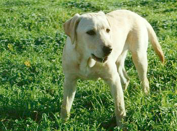 Kira