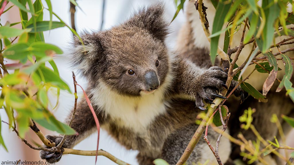 Koala
