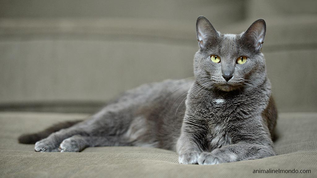 Korat