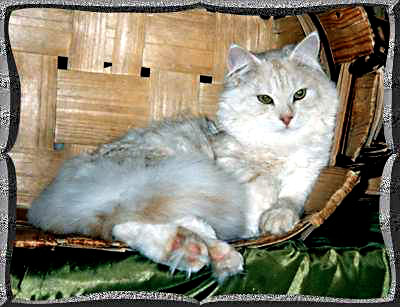 Perchè castrare i gatti