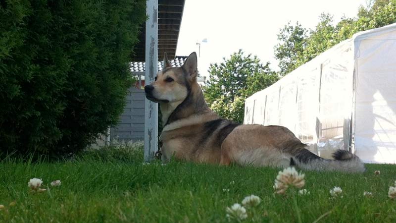 Cane Laika della Siberia orientale