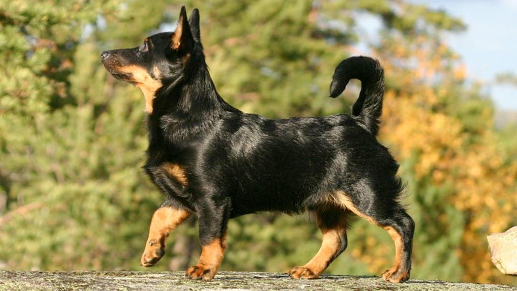Cane Lancashire Heeler