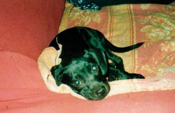 Lara
