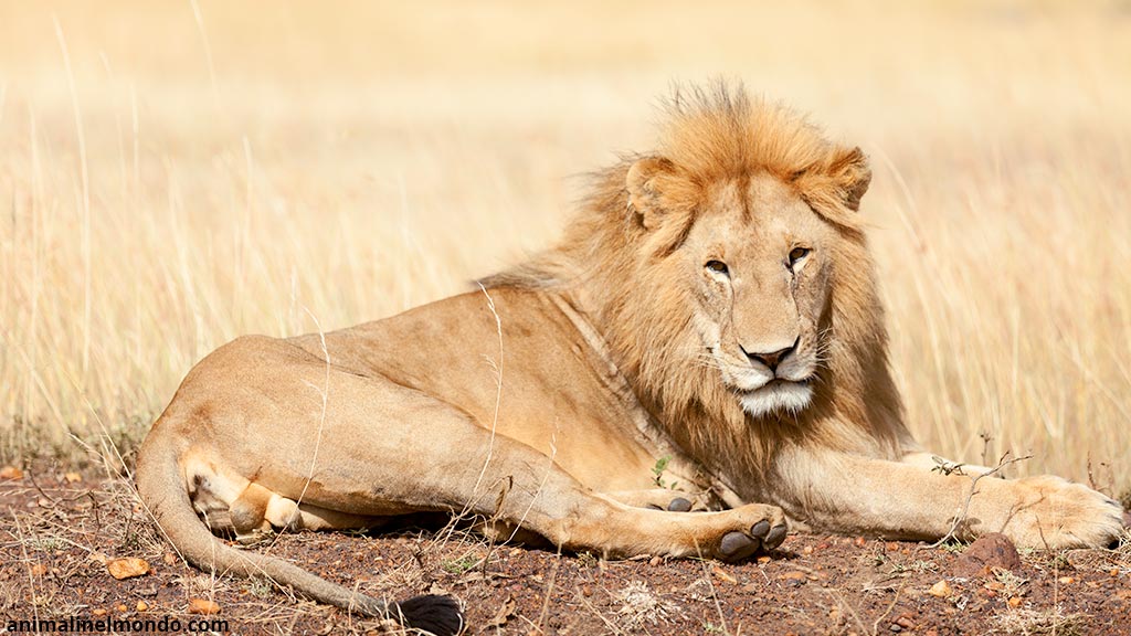 Leone