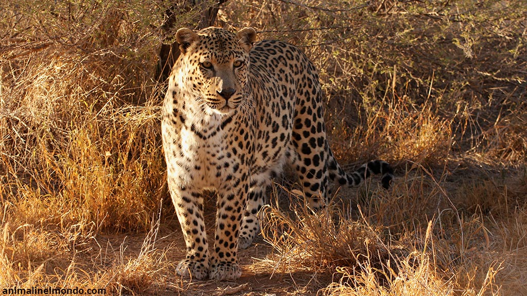 Leopardo