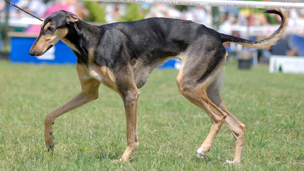 Cane Levriero Polacco