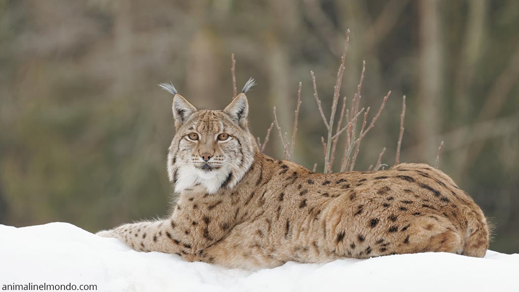 Lince