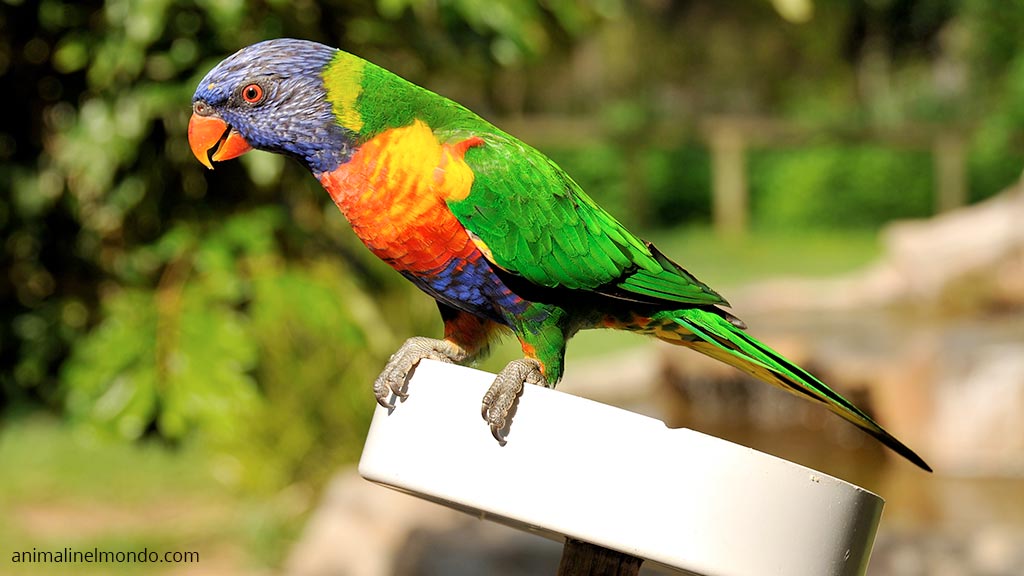Lorichetto arcobaleno