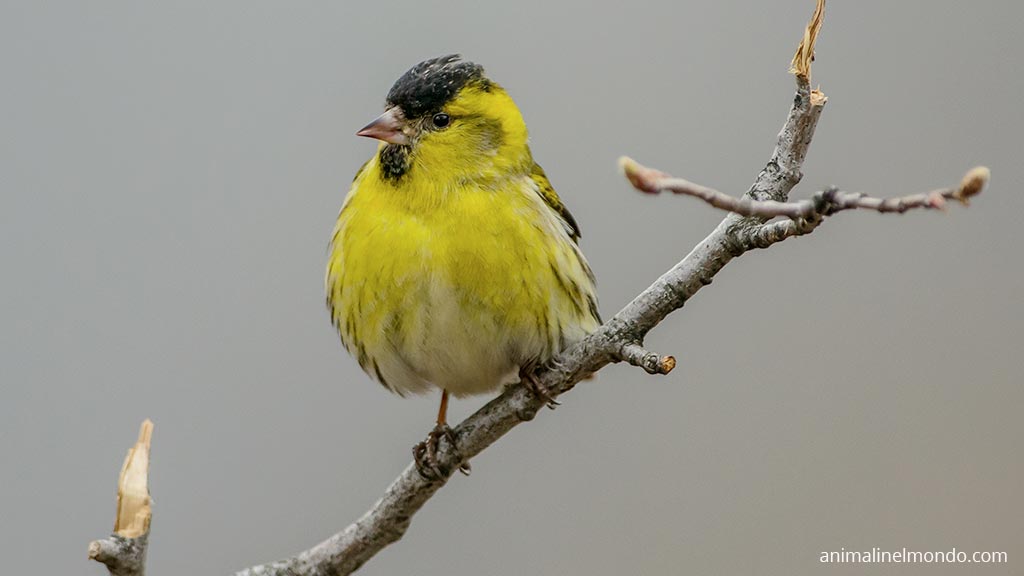 Lucherino ventre giallo
