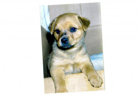 Il mio cane Luky