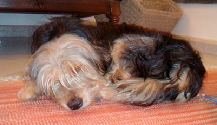 Il mio dolce Amore