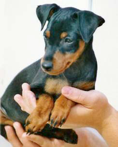 Sono un Pinscher nano
