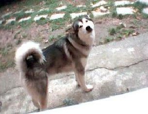 Lupa